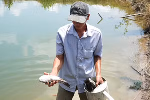 Người dân đi vớt cá chết ở ao nuôi.