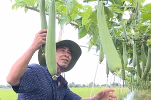 Tỉnh Cà Mau hỗ trợ nhiều mô hình sinh kế cho hộ nghèo.