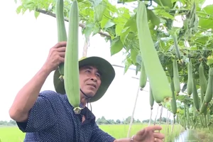 Tỉnh Cà Mau hỗ trợ nhiều mô hình sinh kế cho hộ nghèo.