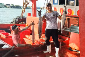 Ngư dân Sông Đốc lên cá với niềm vui trúng mùa.