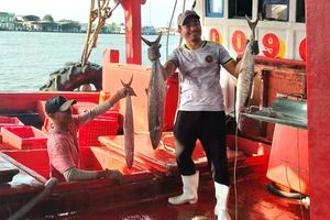 Ngư dân Sông Đốc lên cá với niềm vui trúng mùa.