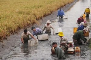 Nông dân thu hoạch tôm càng xanh trong ruộng lúa.