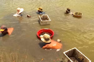 Tổng diện tích sò huyết nuôi thiệt hại 584ha.