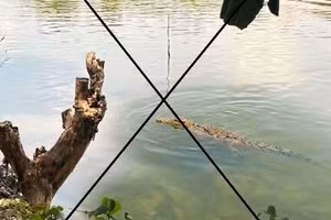 Ảnh cá sấu nổi trên sông được tạo từ AI.