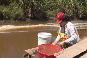 Một số khu vực ở Cà Mau, người dân thiếu nước sạch sinh hoạt trong mùa khô. 