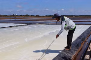 Trong quá trình sản xuất muối nếu gặp mưa người dân có thể mất trắng.