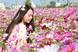 Thiếu nữ tạo dáng dưới cánh đồng hoa sao nhái.