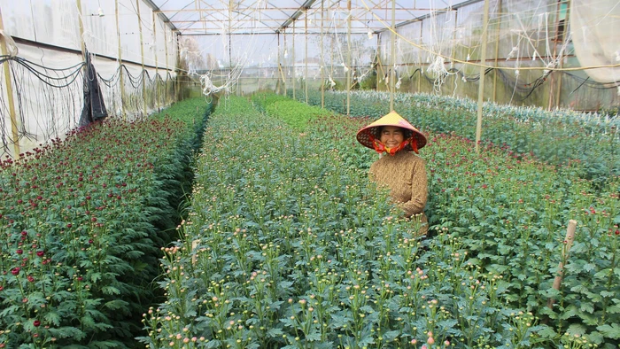 Người trồng hoa Bắc Sơn (xã Toàn Lưu, Hà Tĩnh) chuẩn bị cho thị trường hoa Tết.