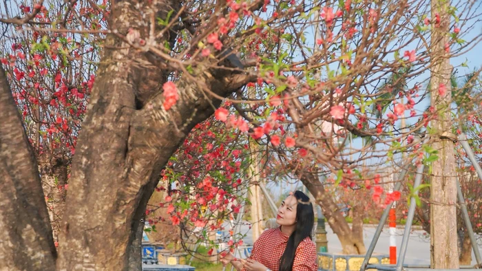 Nhiều loại đào độc đáo và cây cảnh đã được bày bán tại thị trường Tết Hà Tĩnh.