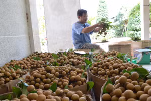 Tỉnh Đồng Tháp có nhiều loại trái cây thế mạnh, nổi tiếng cả nước.