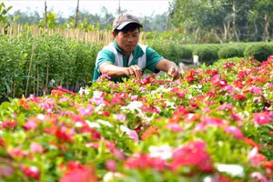 Làng hoa Sa Đéc, một trong những địa điểm du lịch thu hút đông du khách khi đặt chân đến Đồng Tháp.