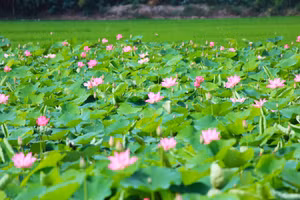 Cánh đồng hoa sen tại Đồng Tháp, một trong những nét đẹp dân dã thu hút du khách.