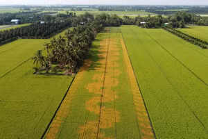 Ảnh chụp từ trên cao cho thấy diện tích lúa bị thiệt hại.