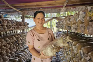 Chị Huỳnh Thanh Thúy bên cạnh trại nấm bào ngư của mình. Ảnh: Bình An