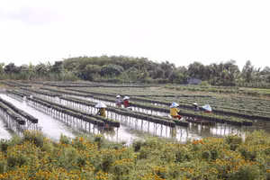 Nông dân làng hoa Sa Đéc chăm sóc cúc mâm xôi phục vụ thị trường tết 2026.