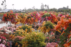 Làng hoa giấy Tân Dương (tỉnh Đồng Tháp) rực rỡ sắc màu mỗi độ Tết đến Xuân về.