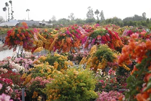 Làng hoa giấy Tân Dương (tỉnh Đồng Tháp) rực rỡ sắc màu mỗi độ Tết đến Xuân về.