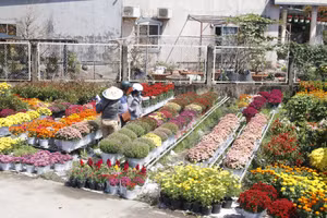 Tình hình tiêu thụ hoa kiểng tại làng hoa Sa Đéc khả quan, nhiều loại hoa sớm rời giàn đi khắp cả nước.