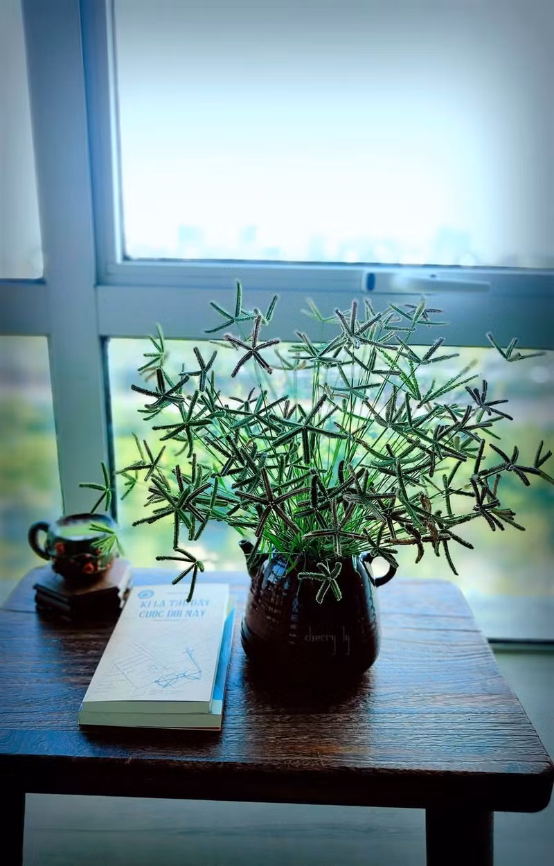 Bình hoa cỏ chân gà. 9.jpg