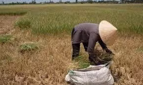 Đồng bằng Sông Cửu Long đang đối mặt với một tình trạng 'già hóa kép'