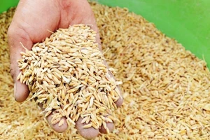 Cấp phát miễn phí 100 tấn lúa giống hỗ trợ người dân TP Huế khắc phục hậu quả bão số 1.