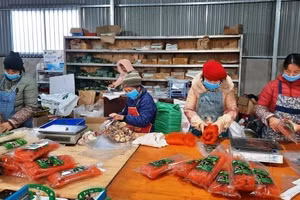 Chuyển đổi số mở lối thị trường, hợp tác xã thành 'đòn bẩy' giảm nghèo bền vững