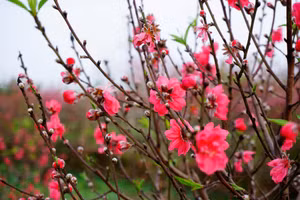 Thời tiết Hà Nội và các miền trên cả nước dịp Tết Nguyên đán diễn ra thế nào?