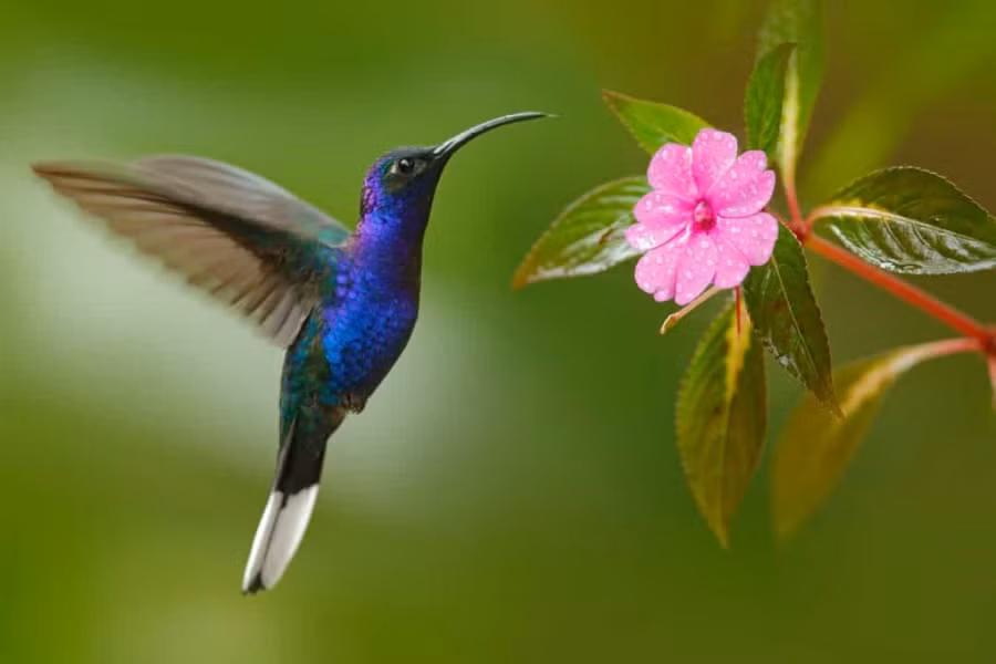 Tiết lộ sự thật bất ngờ và đáng yêu về các loài động vật ảnh 9 Chim ruồi là loài chim duy nhất trên thế giới có thể bay lùi.