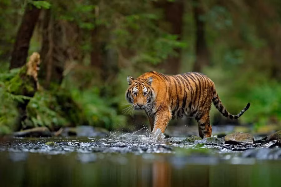 Tiết lộ sự thật bất ngờ và đáng yêu về các loài động vật ảnh 13 Những sọc màu đen trên mỗi con hổ cũng độc nhất vô nhị như vân tay của con người.