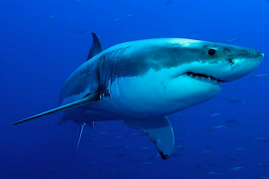 Tiết lộ sự thật bất ngờ và đáng yêu về các loài động vật ảnh 2 Hầu hết cá mập phải bơi liên tục để giữ cho dòng nước giàu oxy đi qua mang của nó.