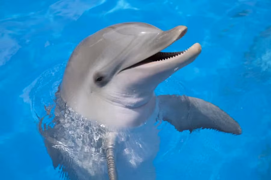 Tiết lộ sự thật bất ngờ và đáng yêu về các loài động vật ảnh 15 Cá heo là loài động vật thông minh nhất hành tinh khi chúng có thể gọi nhau bằng "tên" qua cách bắt chước những âm thanh đặc trưng của nhau./.