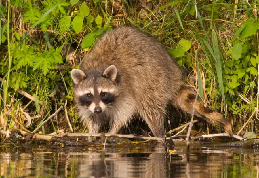 Tiết lộ sự thật bất ngờ và đáng yêu về các loài động vật ảnh 10 Những chú gấu trúc Bắc Mỹ thường có thói quen nhúng đồ ăn xuống nước rồi rửa qua trước khi ăn.