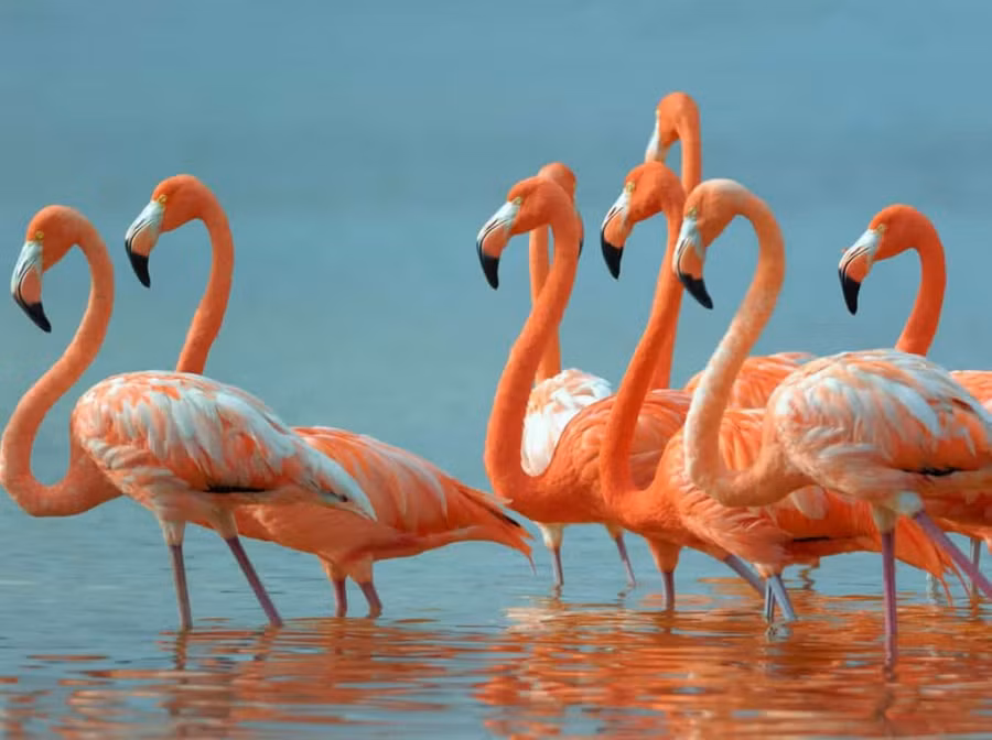 Tiết lộ sự thật bất ngờ và đáng yêu về các loài động vật ảnh 5 Hồng hạc không phải có màu hồng từ ban đầu. Trên thực tế, chúng có màu xám. Thứ khiến cho loài chim này có màu sắc đặc biệt là do chúng ăn tôm và các loài tảo biển màu xanh lục, vốn chứa chất nhuộm màu tự nhiên. Dần dần, điều này khiến bộ lông của chúng chuyển sang thành màu hồng.