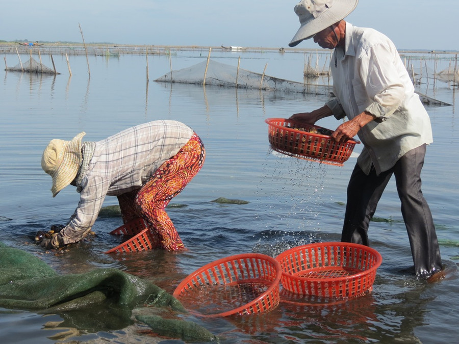 Con Trìa sau khi bắt về được rửa sạch bùn đến bán cho thương lái