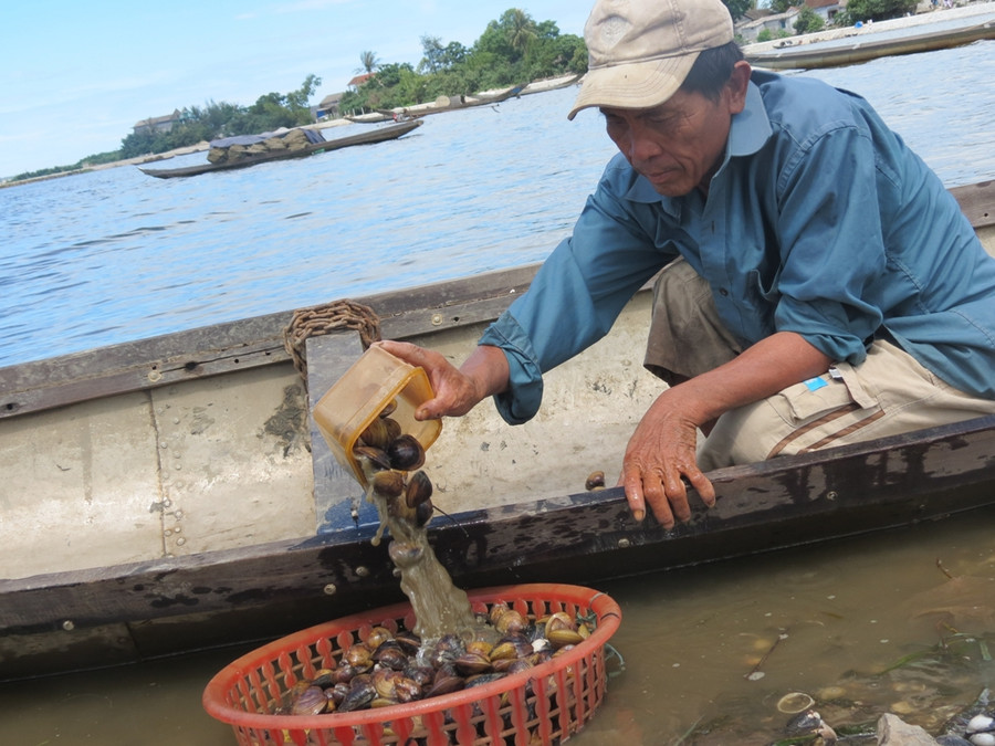 Những con trìa sau khi được người phụ nữ lam lũ bắt lên khỏi mặt nước, sẽ được người chồng phụ giúp bỏ vào nghe nhỏ rồi nhanh chóng tập kết tập kết tại bến đò Cồn Tộc để thực hiện thao tác rửa bùn trước lúc chờ đại lý đến thu mua