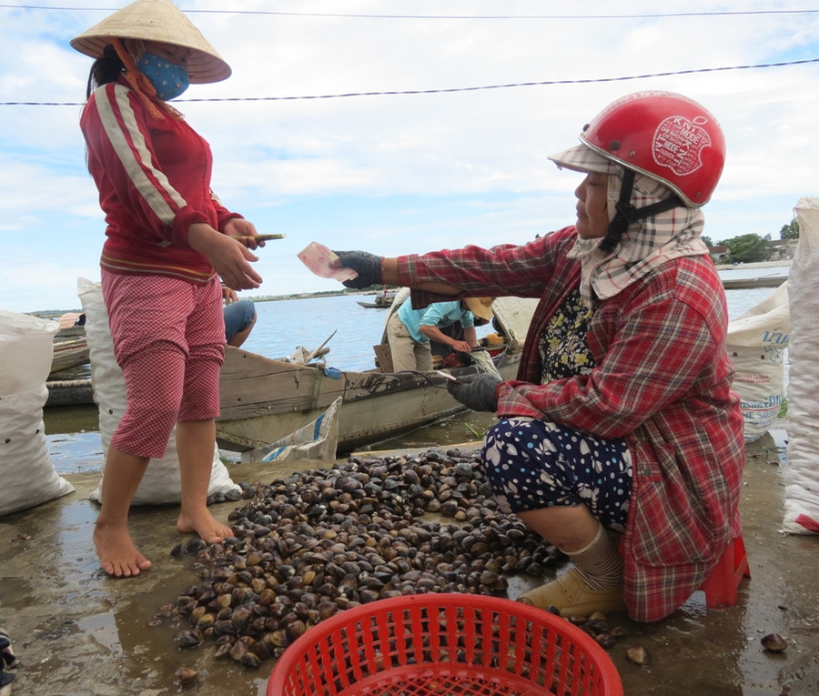 Đang vào mùa Trìa, mỗi ngày hàng chục tấn Trìa được khai thác để phục vụ thực khách, giá Trìa đang vào mùa thu hoạch chỉ khoảng 700-900 đồng/kg