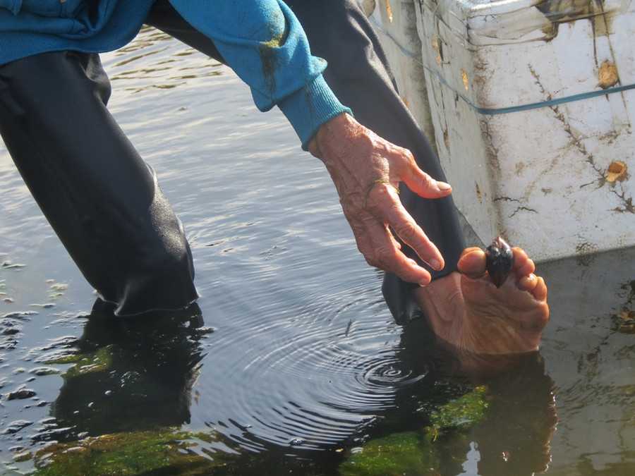 Trìa được đưa lên khỏi mặt nước bằng chân rất lạ mắt