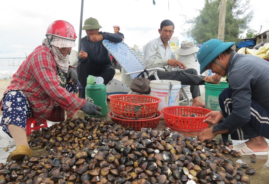 Trong số hơn trăm người làm nghề giậm Trìa ở thị trấn Sịa và xã Quảng Lợi, huyện Quảng Điền, ước tính có đến một nửa đang có con học đại học