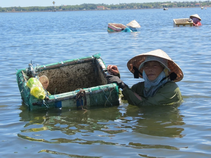 Bắt đầu từ lúc 5 giờ sáng người dân sinh sống ven phá Tam Giang đã đi giậm Trìa mưu sinh