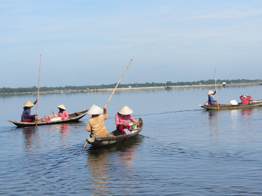 Những chuyến ghe của những người " săn trìa" nối dài khởi hành từ bến đò Cồn Tộc