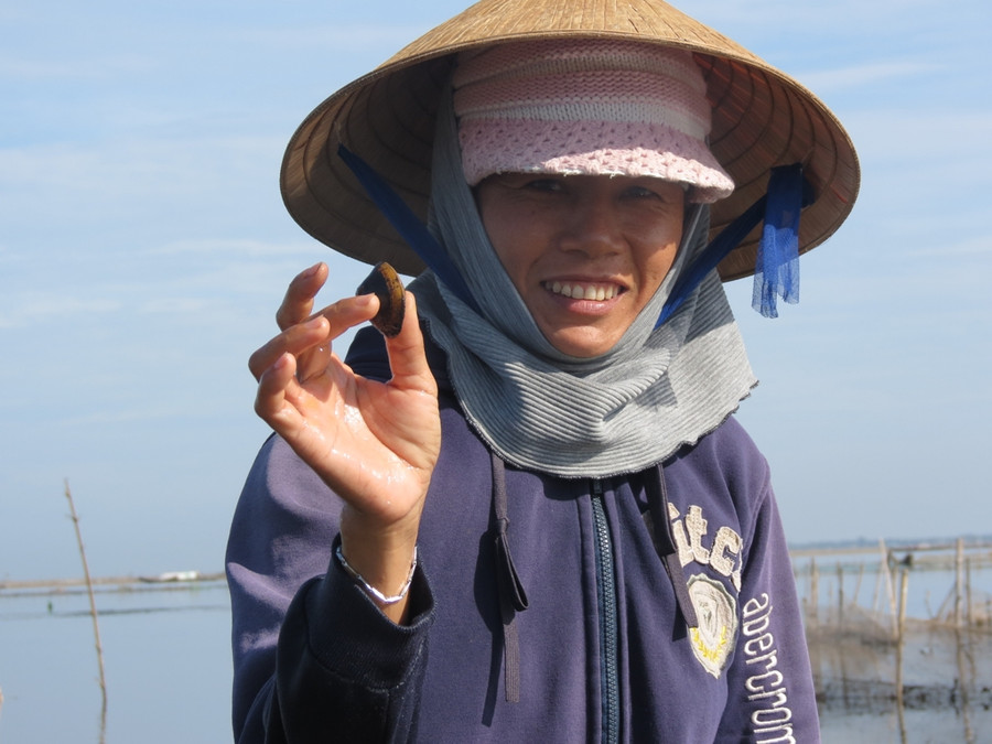 Mưu sinh bằng nghề giậm Trìa trên phá Tam Giang là đã trở thành nghề nghề " kiếm cơm" cho nhiều hộ gia đình ở vùng sóng nước này