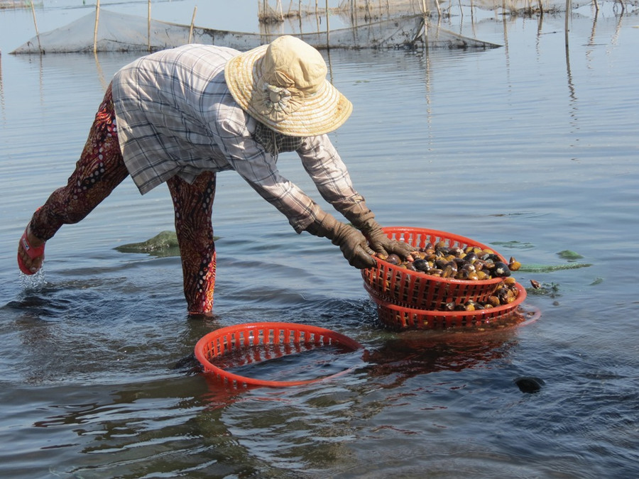 Mỗi ngày ai bắt Trìa giỏi cũng có sản lượng trên 1 tạ