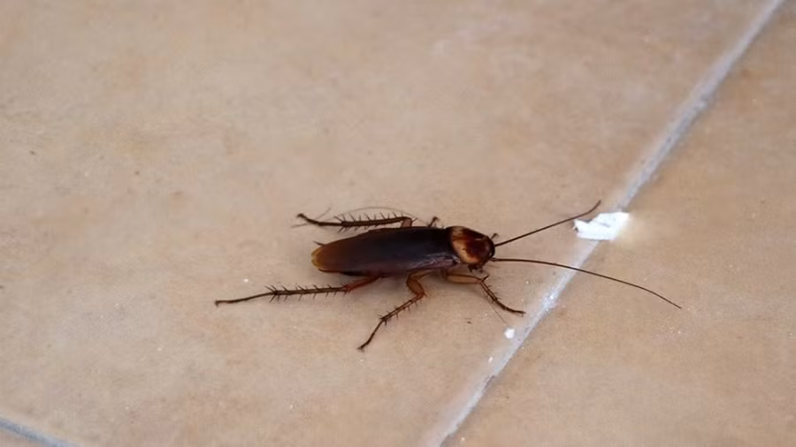 dung-dep-dap-gian-01