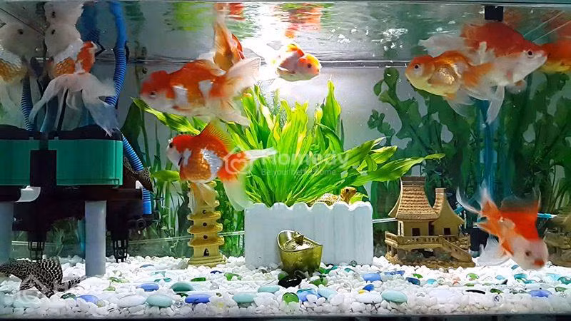 Không đặt bể cá ở cửa chính