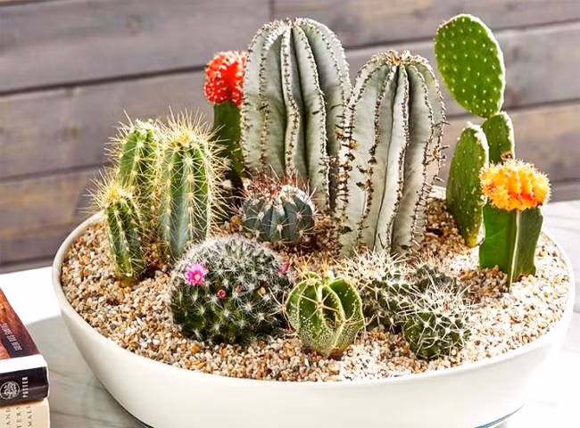 Không trồng cây xương rồng