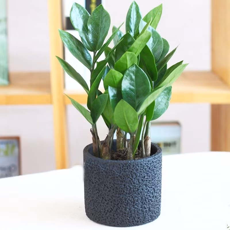 cay-phong-thuy-hut-tai-loc-01