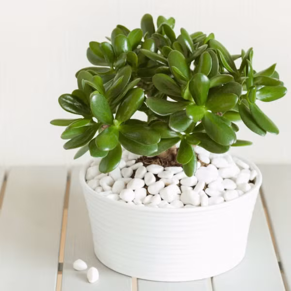 cay-phong-thuy-hut-tai-loc-06