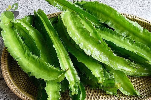 Đậu rồng tốt cho sự phát triển chiều cao của trẻ nhỏ