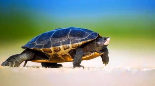 Mơ rùa bò vào nhà mang lại nhiều may mắn