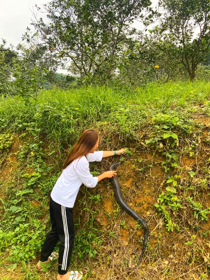 Con rắn có chiều dài khoảng 1m40 và nặng gần 2kg.